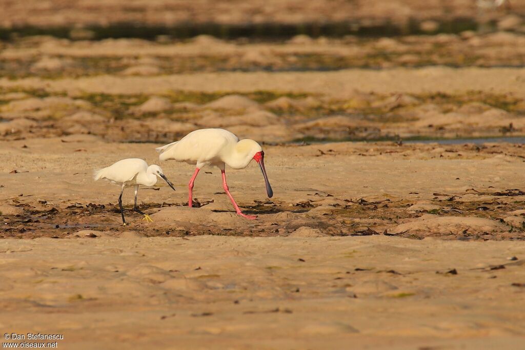 African Spoonbilladult, walking, eats