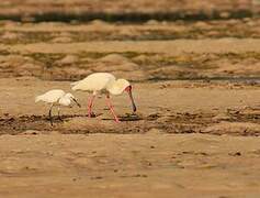 African Spoonbill