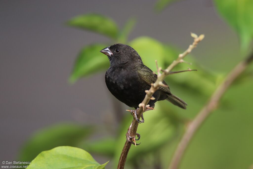 Black-faced Grassquit male adult