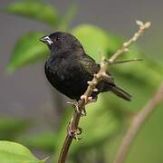 Black-faced Grassquit