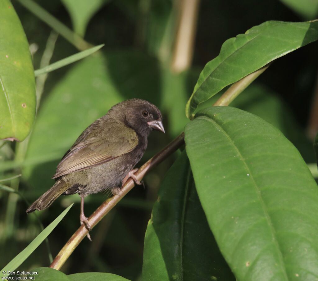 Black-faced Grassquit female adult