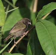 Black-faced Grassquit