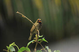 Yellow-faced Grassquit