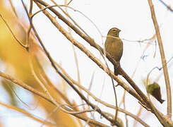 Yellow-faced Grassquit