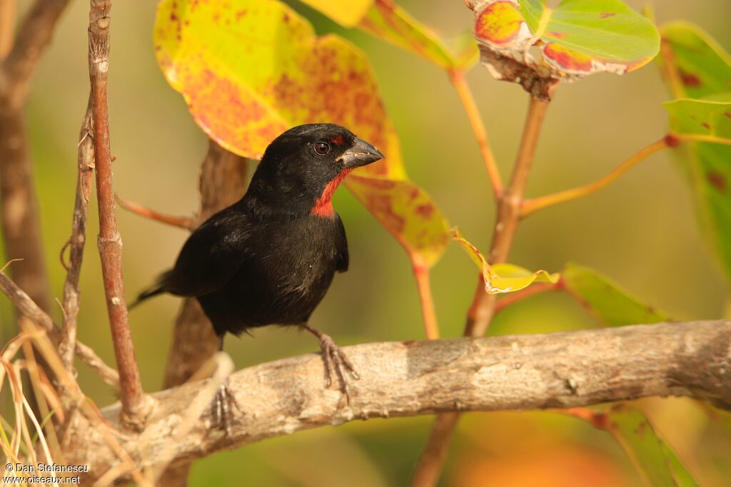 Lesser Antillean Bullfinch male adult