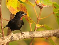 Lesser Antillean Bullfinch