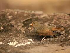 Lesser Antillean Bullfinch