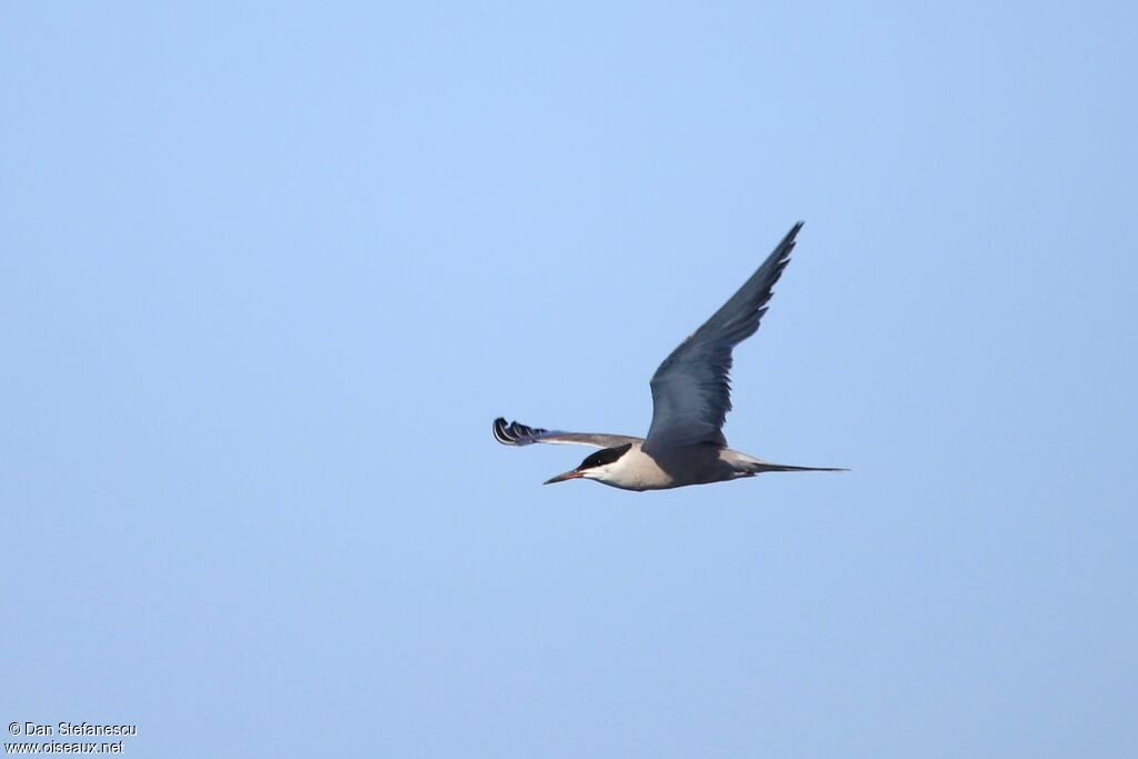 White-cheeked Ternadult, Flight