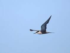 White-cheeked Tern