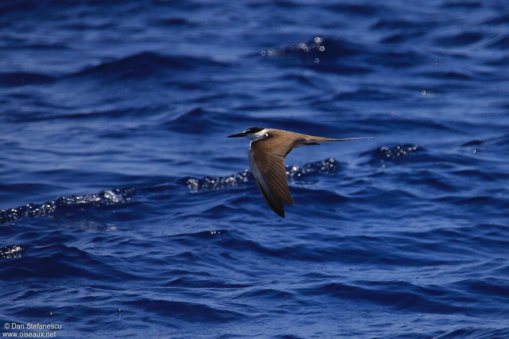 Bridled Ternadult, Flight