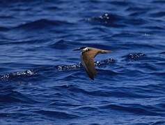 Bridled Tern