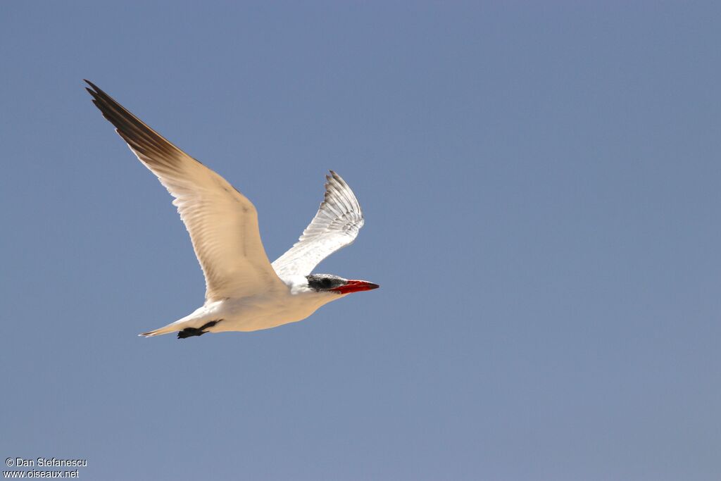 Caspian Ternadult, Flight