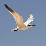 Caspian Tern