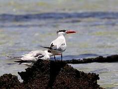 Caspian Tern