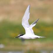 Sandwich Tern