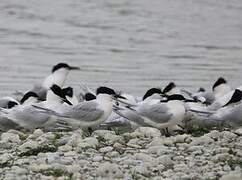 Sandwich Tern