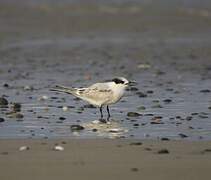 Sandwich Tern