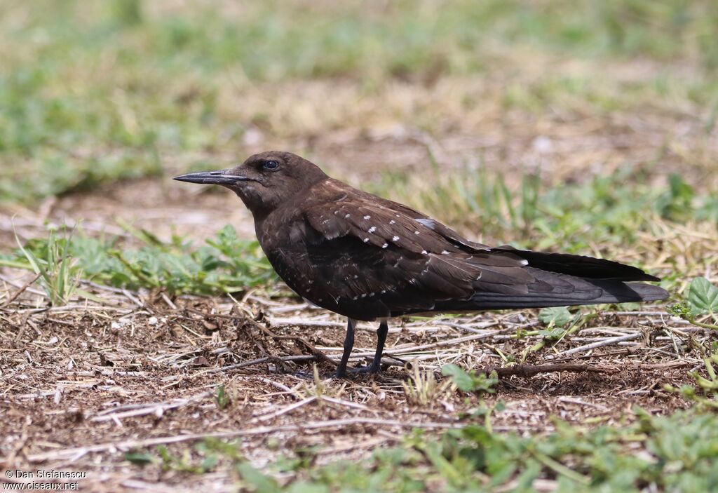 Sooty Ternjuvenile