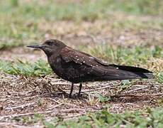 Sooty Tern