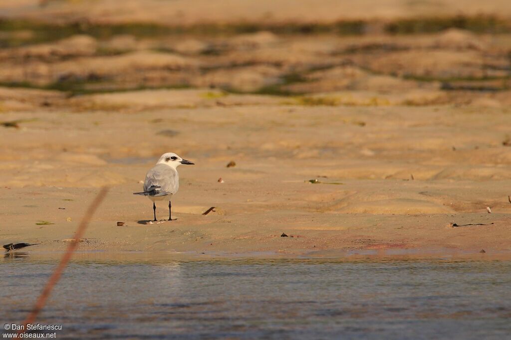 Gull-billed Ternadult post breeding