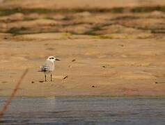 Gull-billed Tern