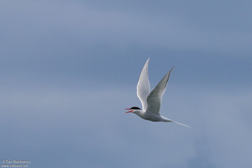 South American Ternadult, Flight