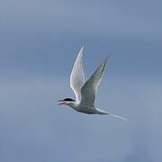 South American Tern