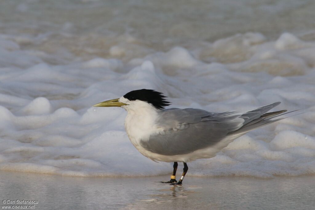 Greater Crested Ternadult