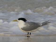 Greater Crested Tern