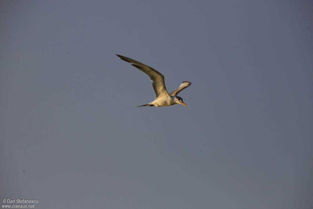 Greater Crested Ternadult, Flight