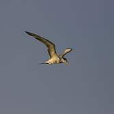 Greater Crested Tern