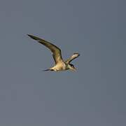 Greater Crested Tern