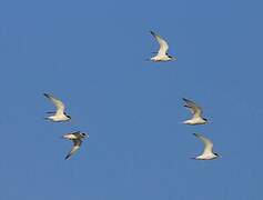 Little Tern