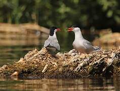 Common Tern