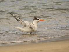 Royal Tern