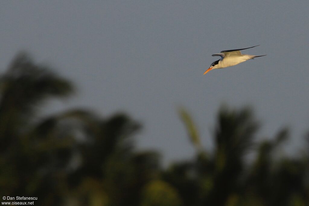 Lesser Crested Tern