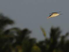 Lesser Crested Tern