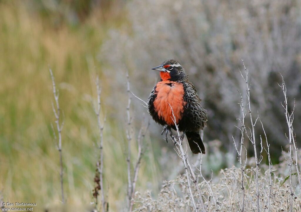 Long-tailed Meadowlark male adult