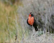 Long-tailed Meadowlark