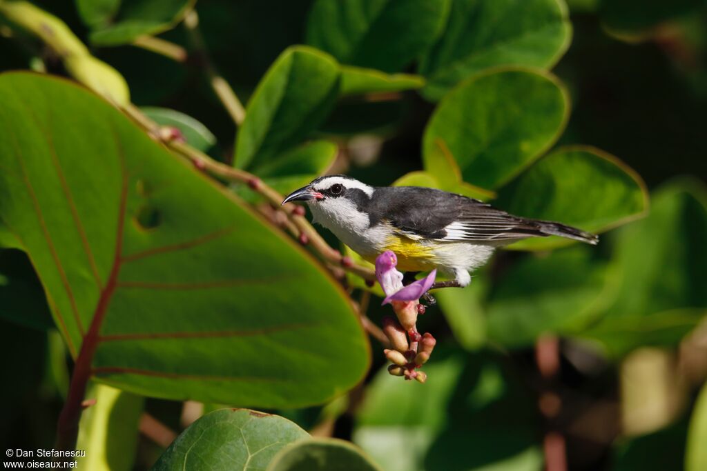 Bananaquit