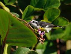 Bananaquit