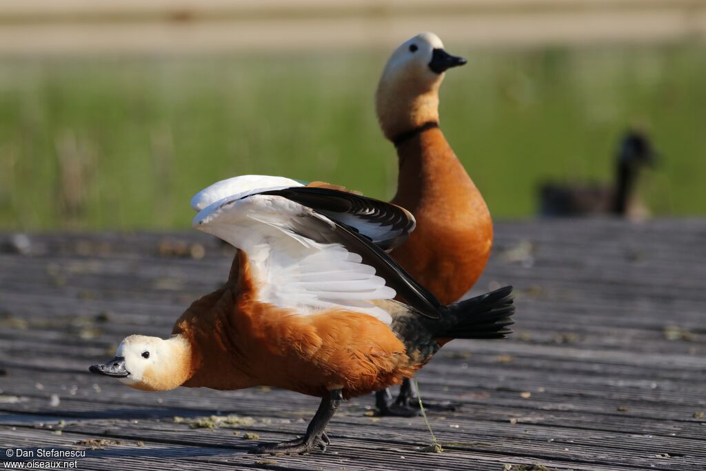 Ruddy Shelduckadult