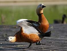 Ruddy Shelduck