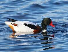 Common Shelduck