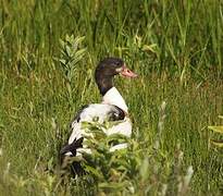 Common Shelduck