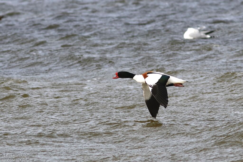 Common Shelduckadult, Flight