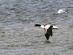 Common Shelduck