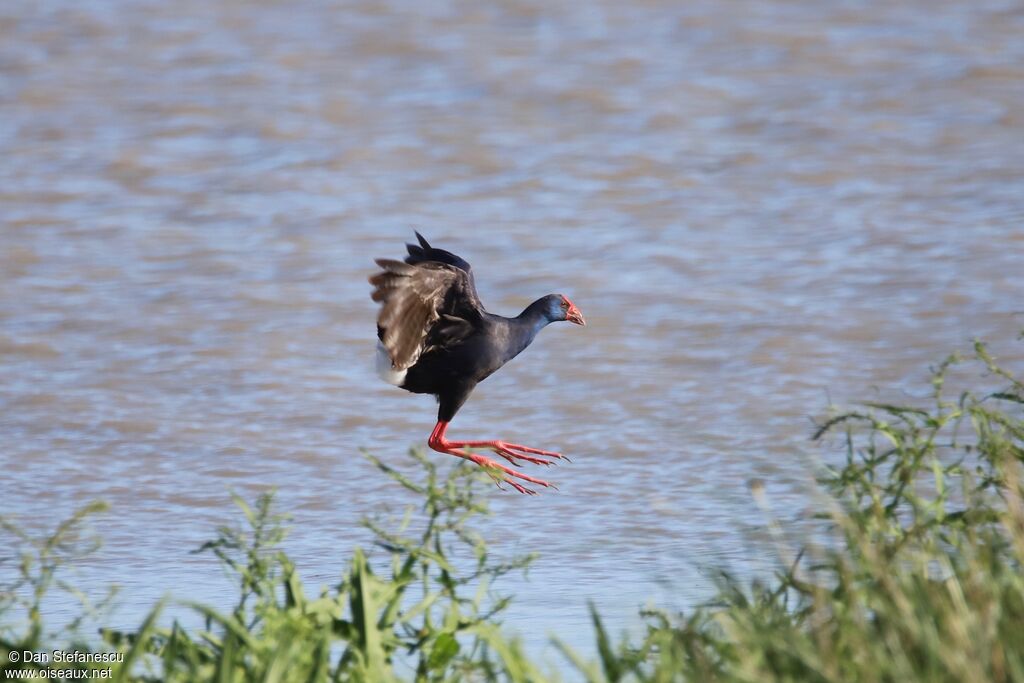 Western Swamphenadult, Flight