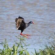 Western Swamphen