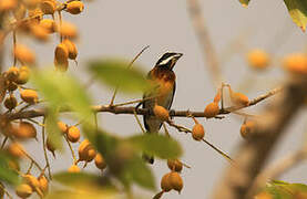 Western Spindalis